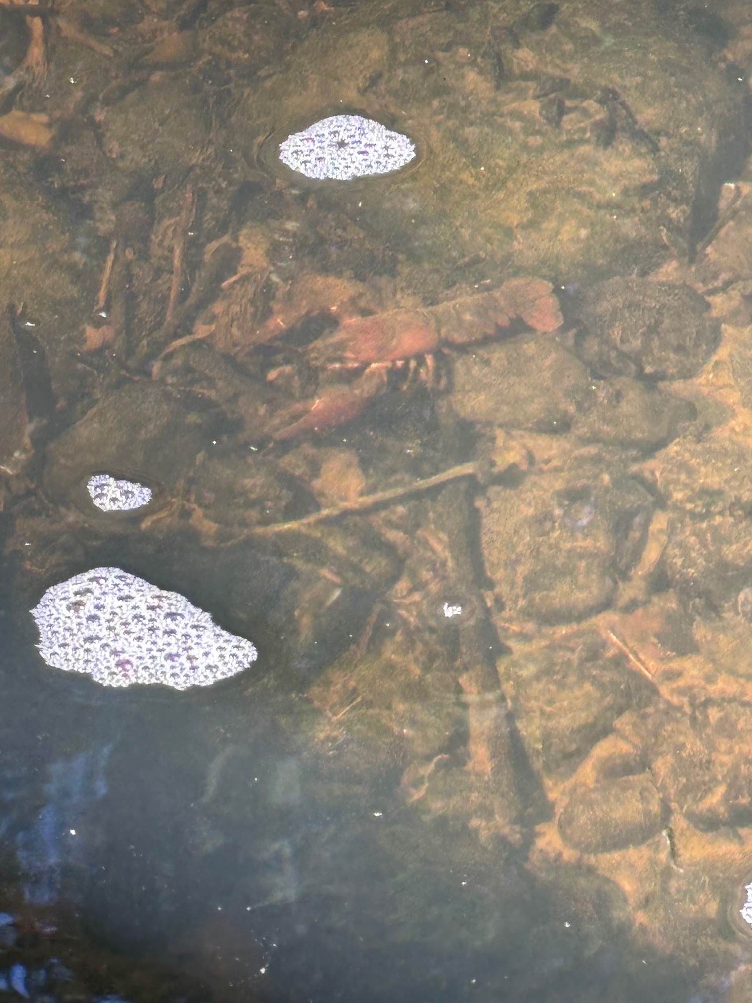 Crawdad resting on river rock