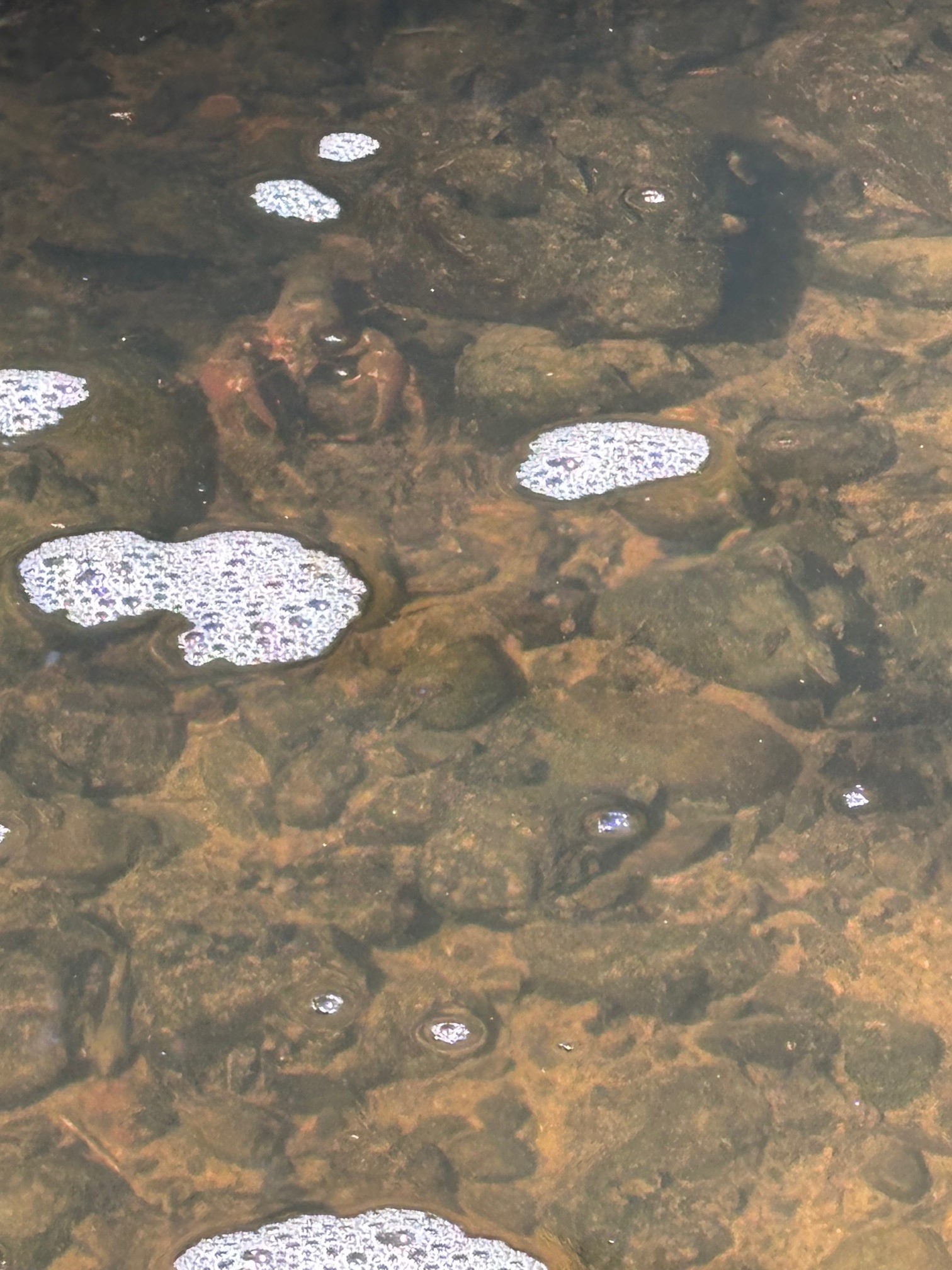 Crawdad moving through the creek