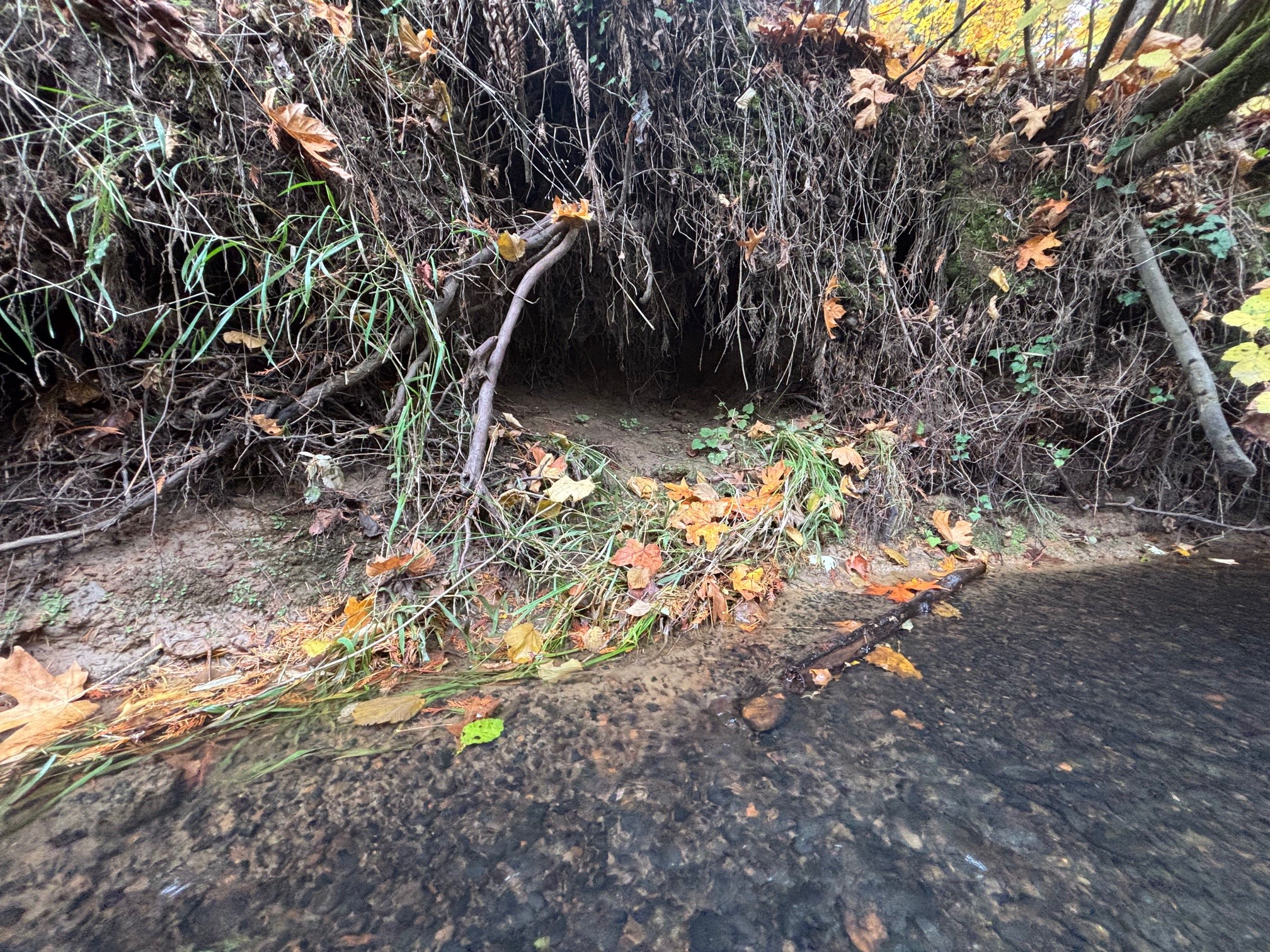 Two young kits peeking out from a creekside den entrance