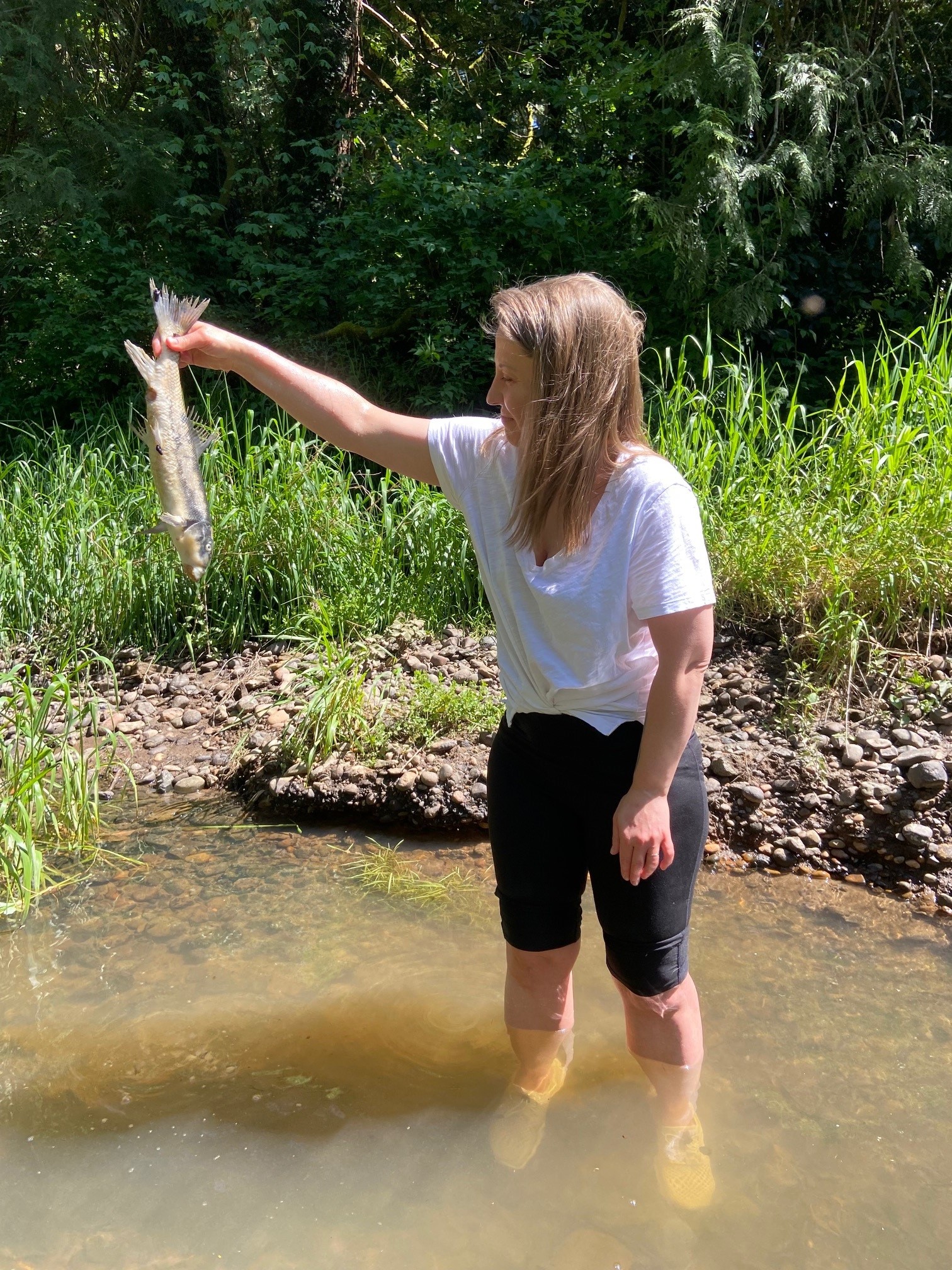 Fish swimming through Johnson Creek riffles